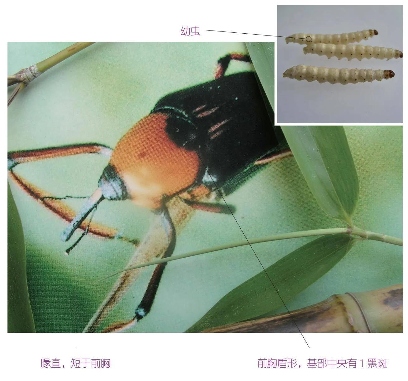 32种昆虫简介思维导图,32种食用植物