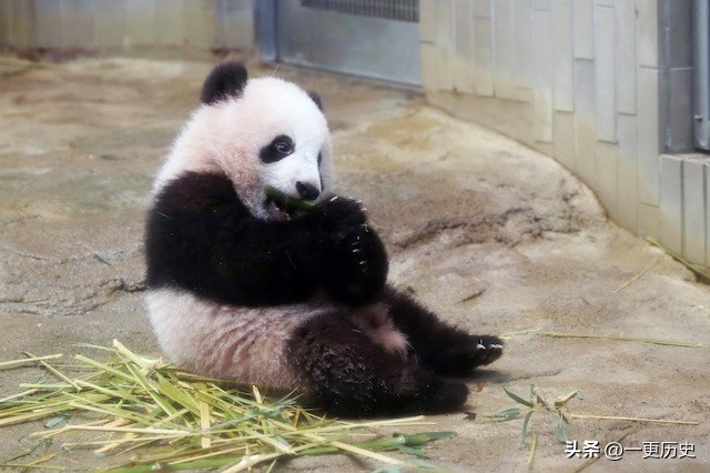 旅外大熊猫丫丫真实现状,旅居海外国宝熊猫