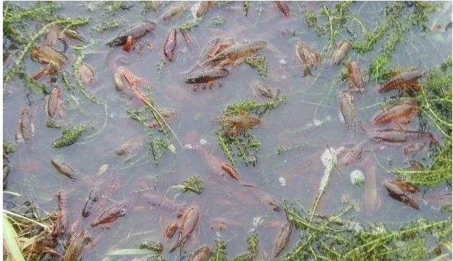 美国不明物种入侵了吗,美国物种入侵中国