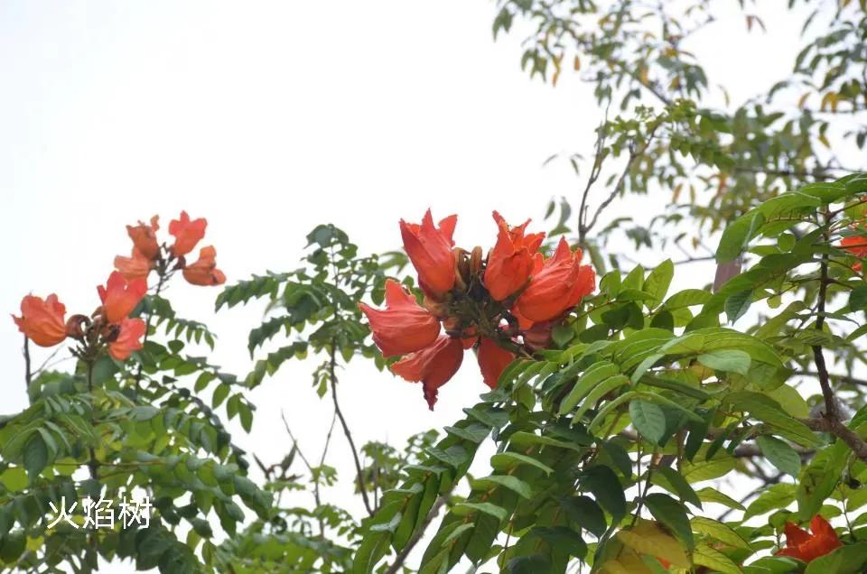 100种花草图片欣赏,50种花草图片大全