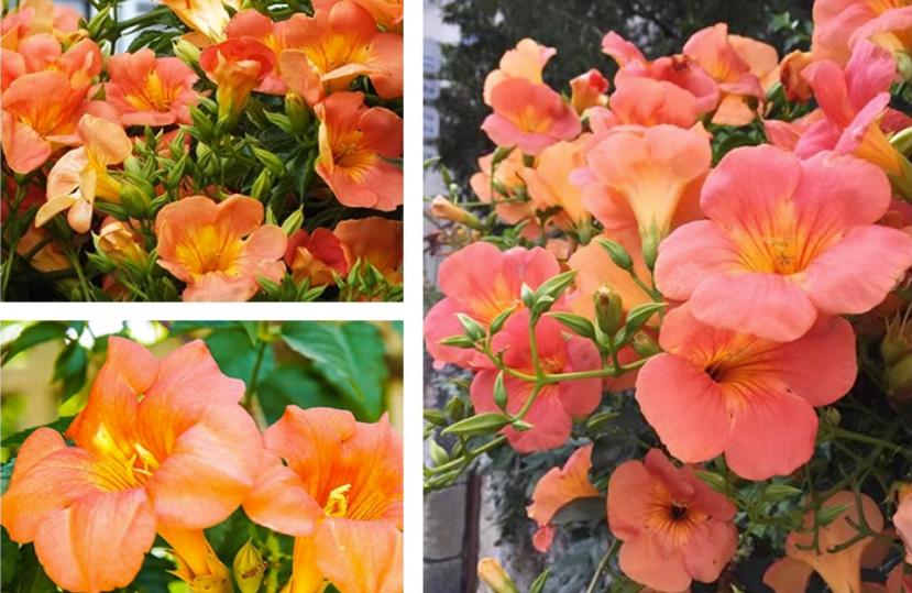 凌霄花几年能爬满花架,夏季盆栽凌霄花怎么养