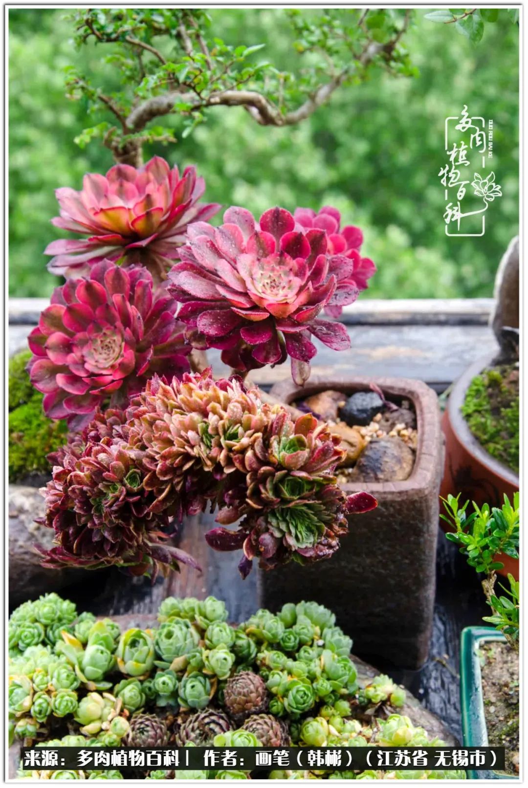 盆景多肉常遇到的问题,多肉盆景无穷小