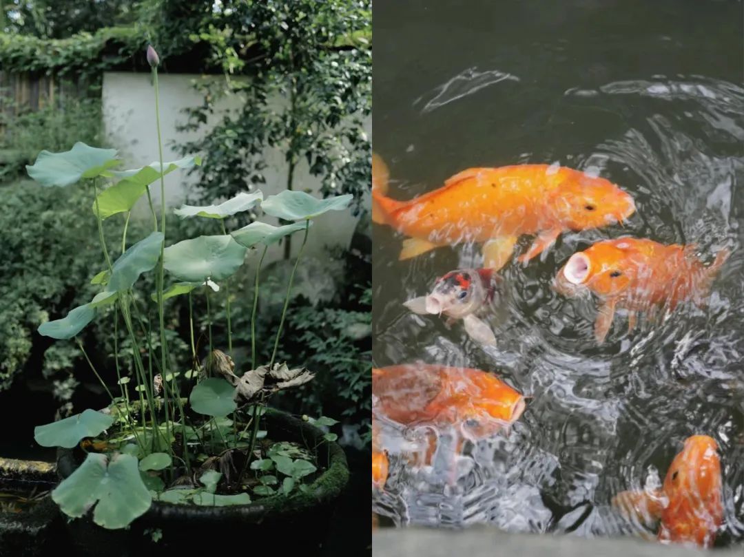 在杭州，会玩的人夏天都来这了