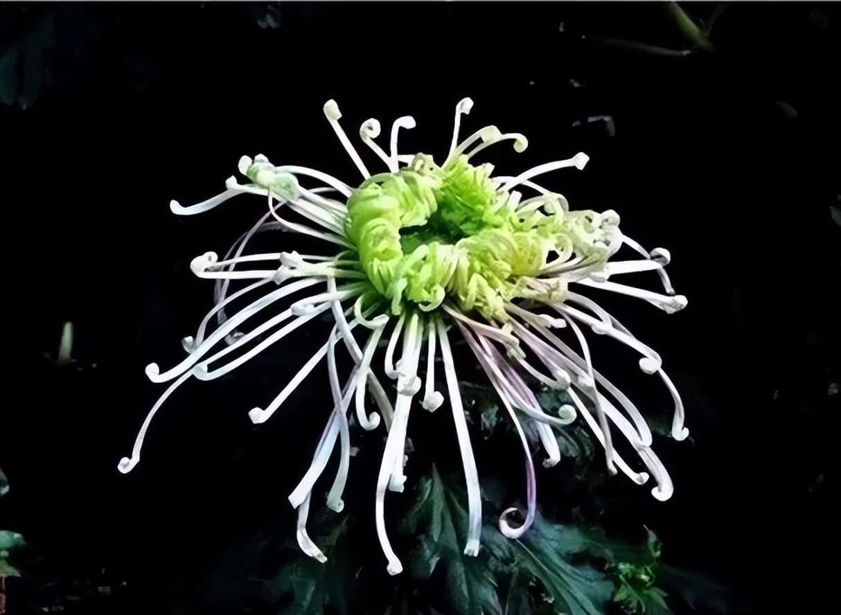 秋花诗词50首,金秋秋菊50种名菊