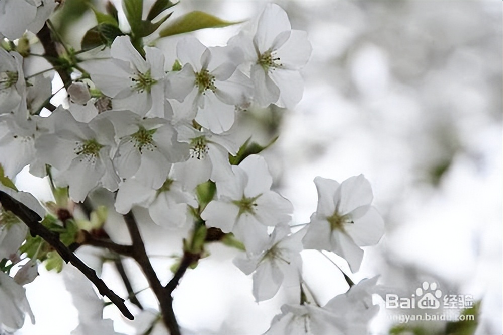 什么品种的樱花好活又好看,樱花的品种与图片大全