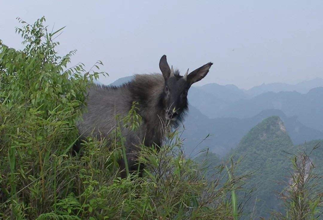 我国发现秦岭神兽,中国深山发现的新神兽
