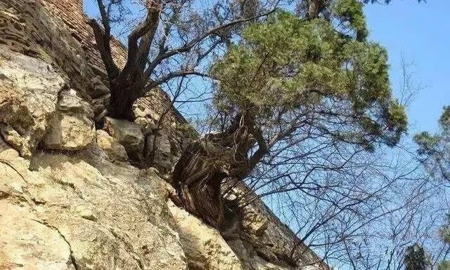 山西小伙卖房、花光百万，买了一屋烂树根，11年后价值无法估量