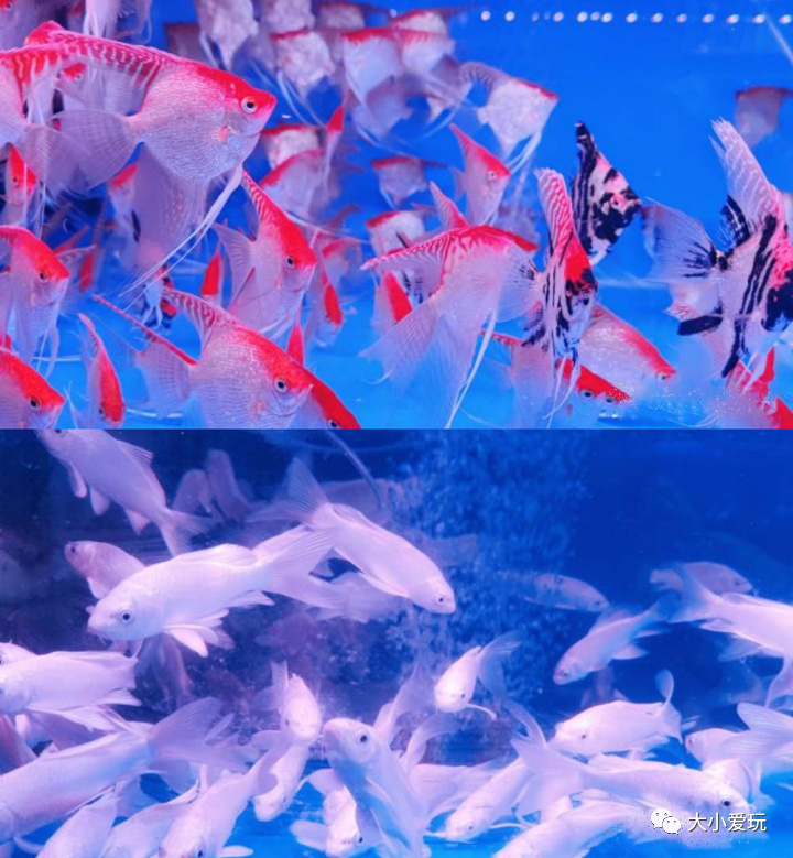 这些好吃好玩又好逛的宝藏市集回归啦！书市/鱼市/小吃夜市……