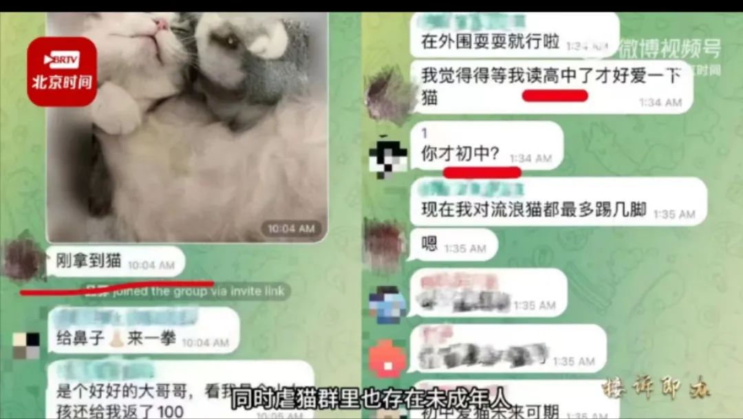 虐猫群体处理,虐猫行为越来越严重