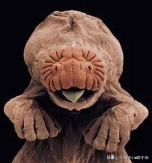 显微镜观察昆虫脸视频,昆虫在显微镜下的真正面目