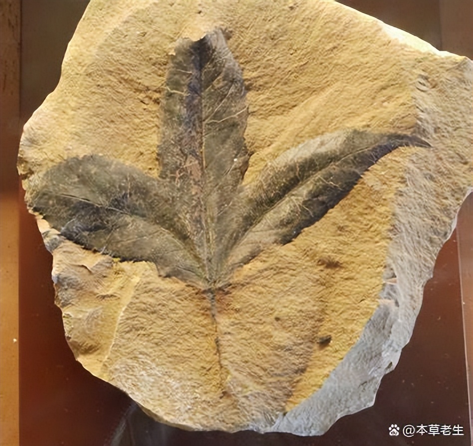 苏合香真假,苏合香哪个产地的最好