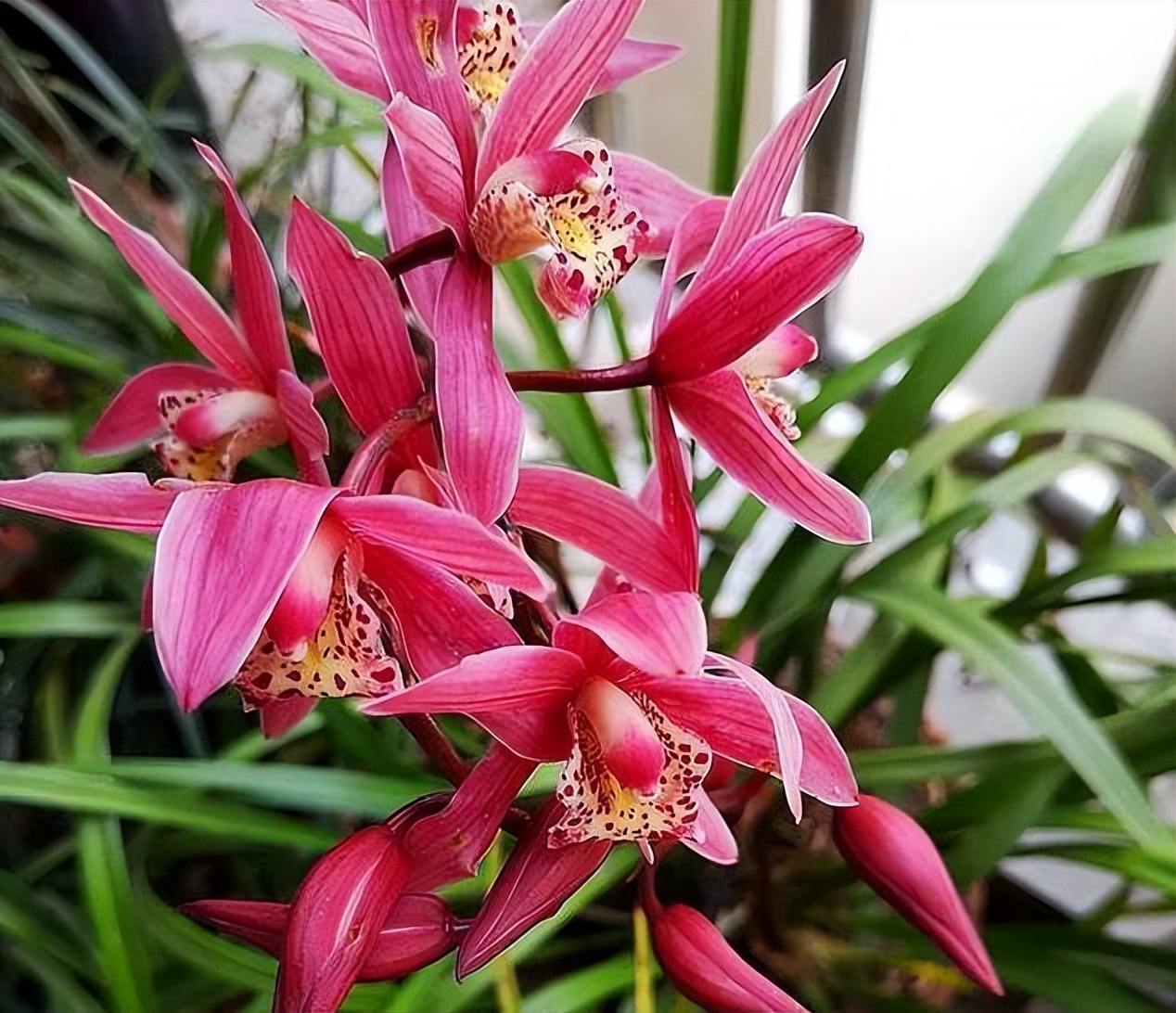 兰花高贵纯洁,高贵气质兰花图片