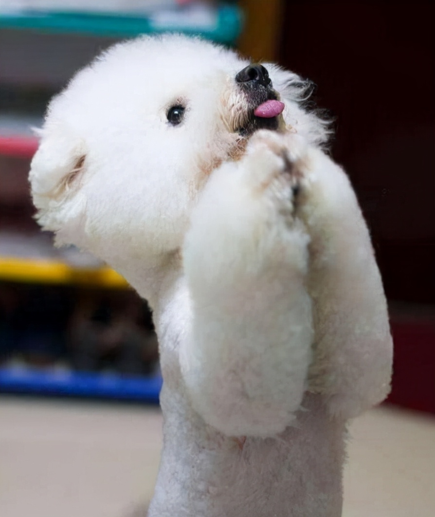 母比熊的优点,比熊应该怎么养才好看呢