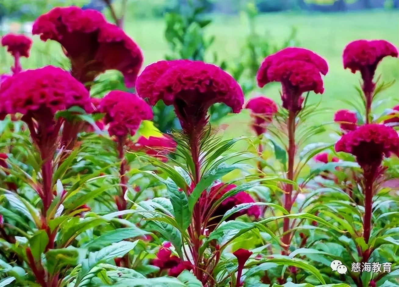 每天学习一味中药——鸡冠花