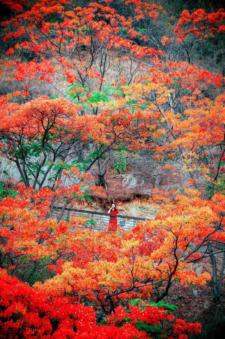 四川攀枝花城市风景,四川攀枝花城市介绍