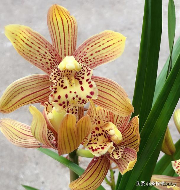 分享五种漂亮花卉,分享一款好看的月季