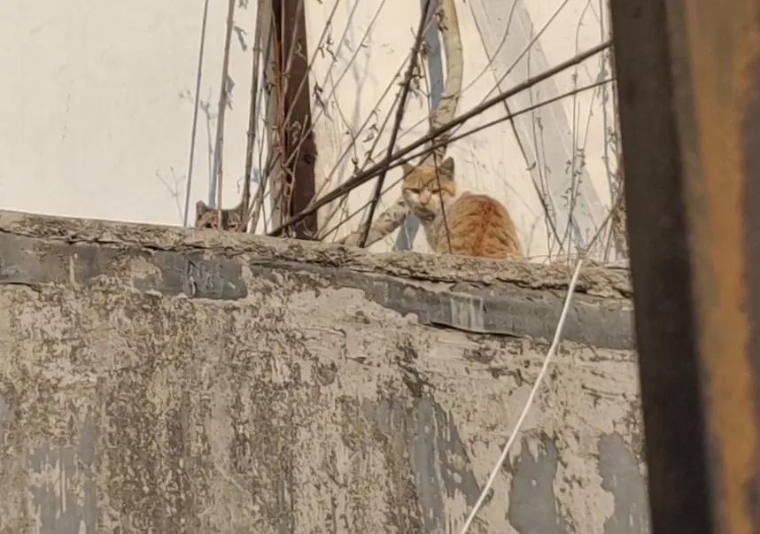 流浪猫度过严寒,流浪猫狗最难熬的日子