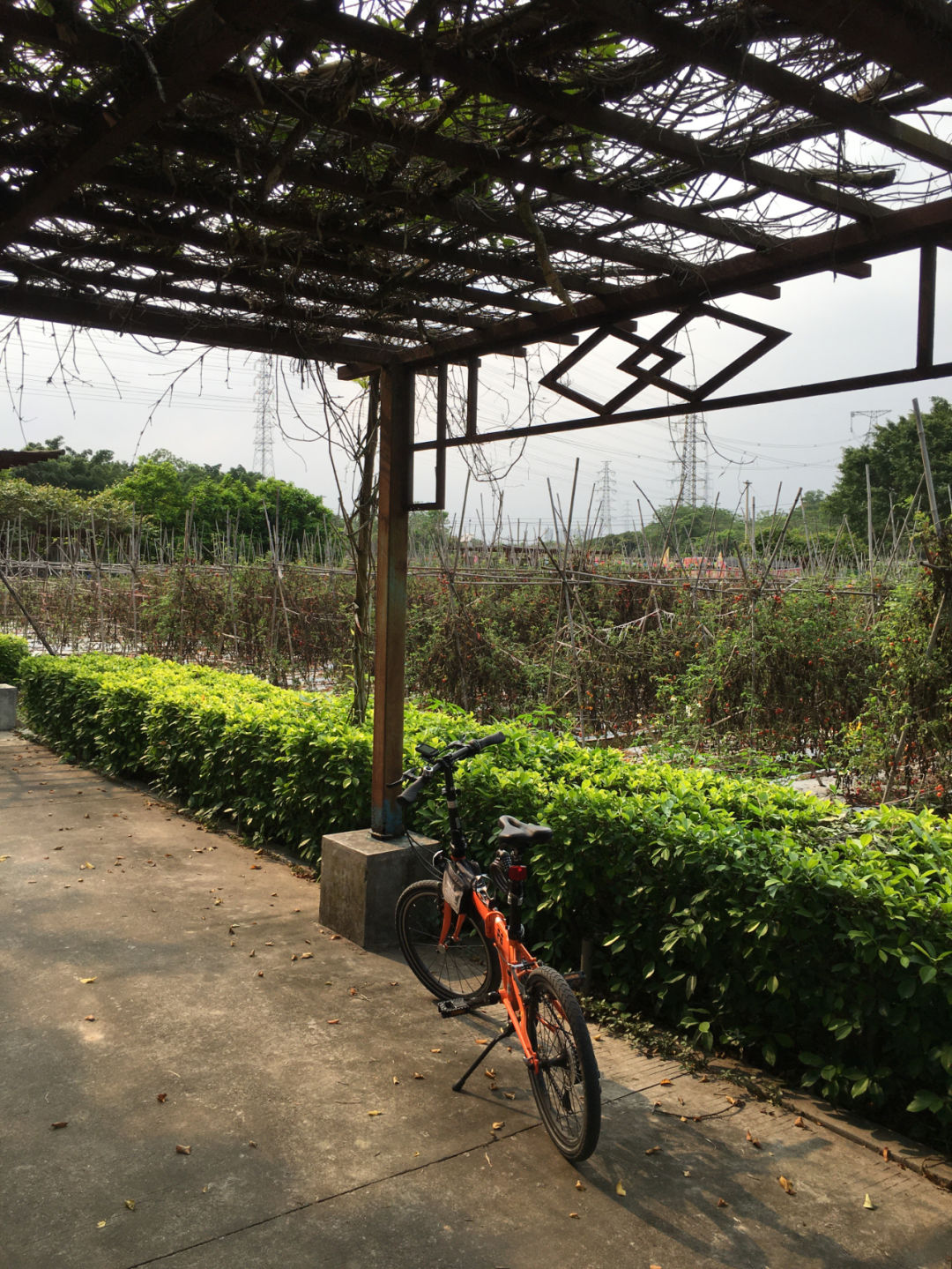 旭光车行雅迪电动车,旭光单车