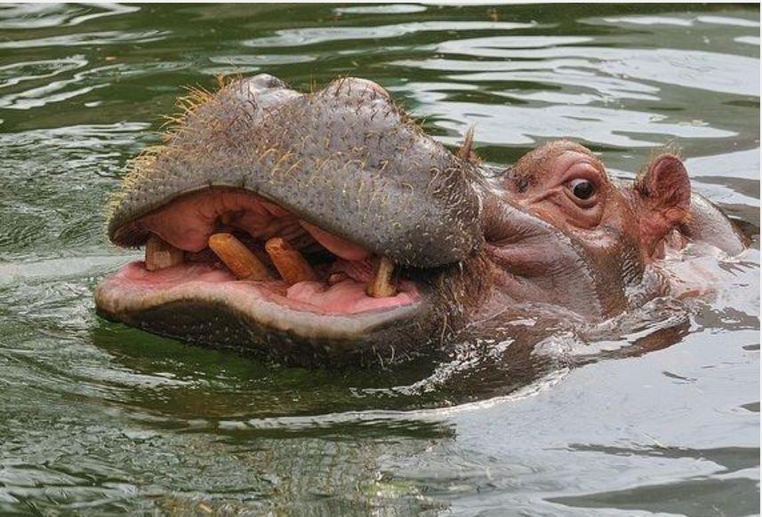 河马最怕什么凶猛的食肉动物,大型尼罗鳄与河马共存
