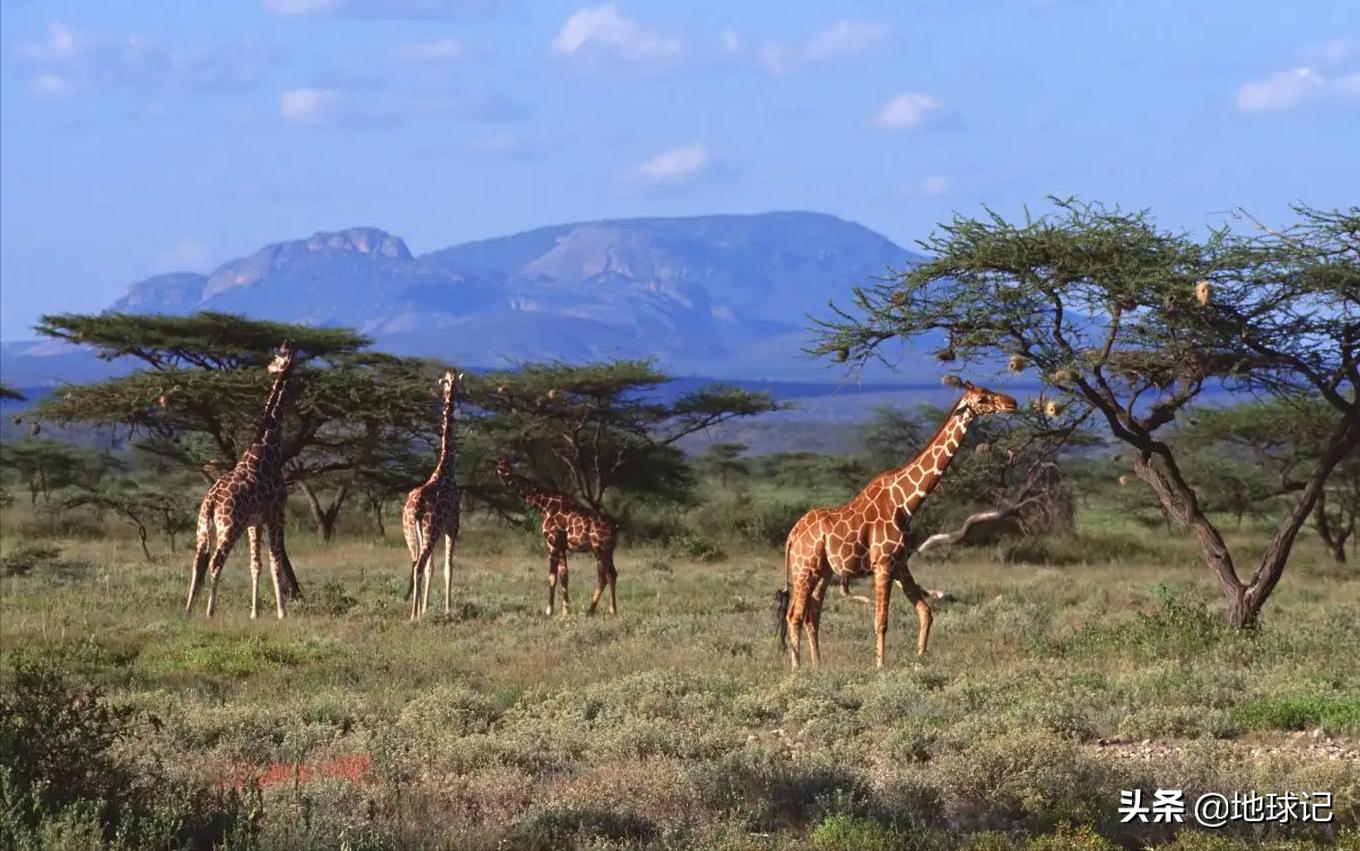 50多年被援助20000亿美元，为什么非洲还是穷？是因为“懒”吗？