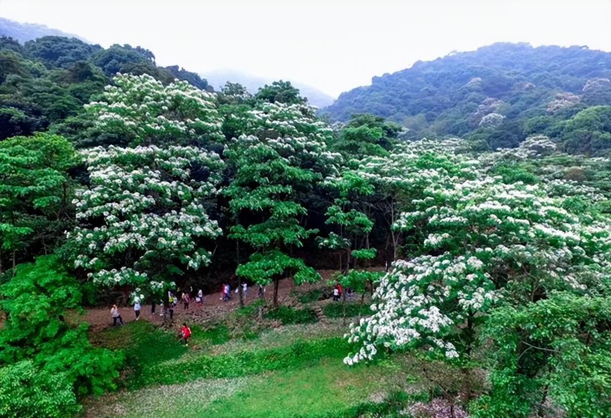 广州鹤之洲湿地公园游玩攻略简介,增城凤凰古城一日游最佳去处