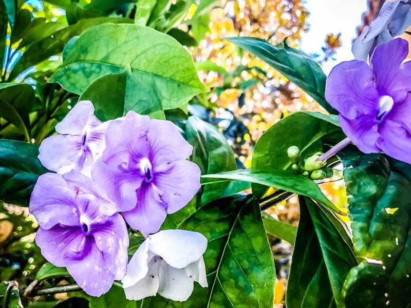 kissmequick音乐,kissmequick