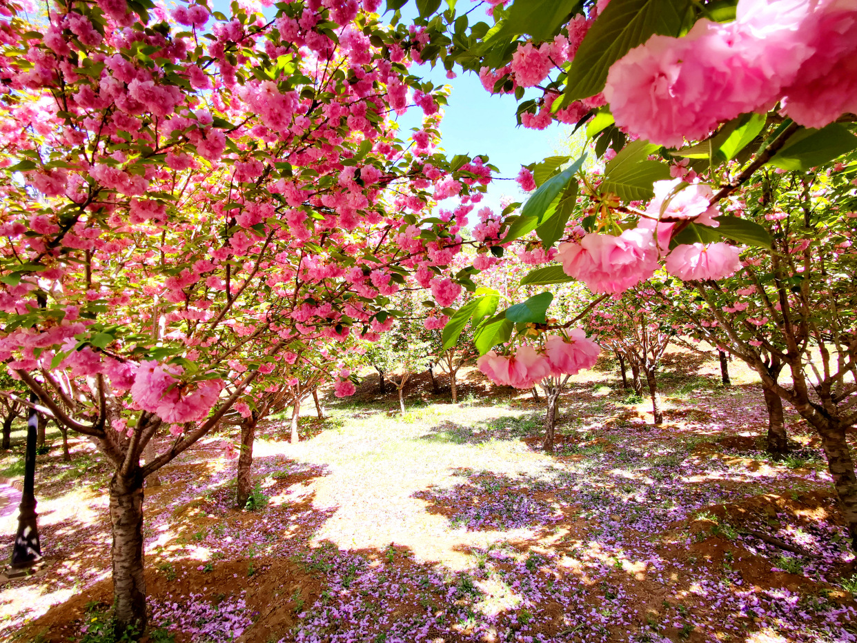 青龙湖公园网红打卡,丰台王佐青龙湖公园门票