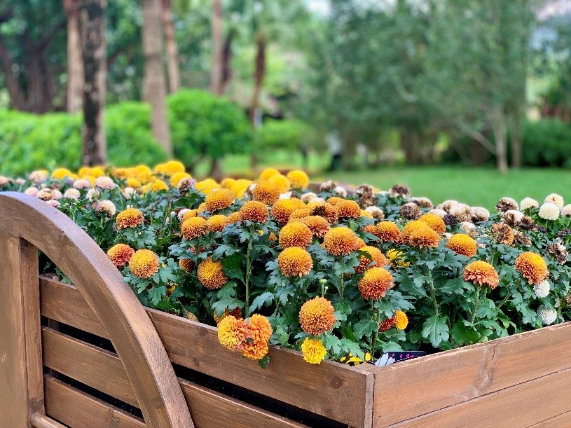 东湖公园赏菊花,深圳市东湖公园一年一季的菊花展