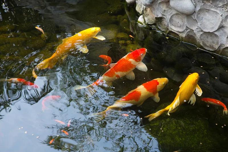 最好养的观赏鱼冷水鱼有哪些中型,冷水鱼有哪些观赏鱼比较好看