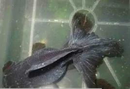 养金鱼常见的鱼病怎么治,金鱼病症状及治疗方法