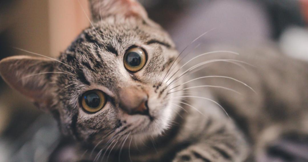 我家猫咪得了猫癣,猫咪胡子用手一拽掉了没事吧