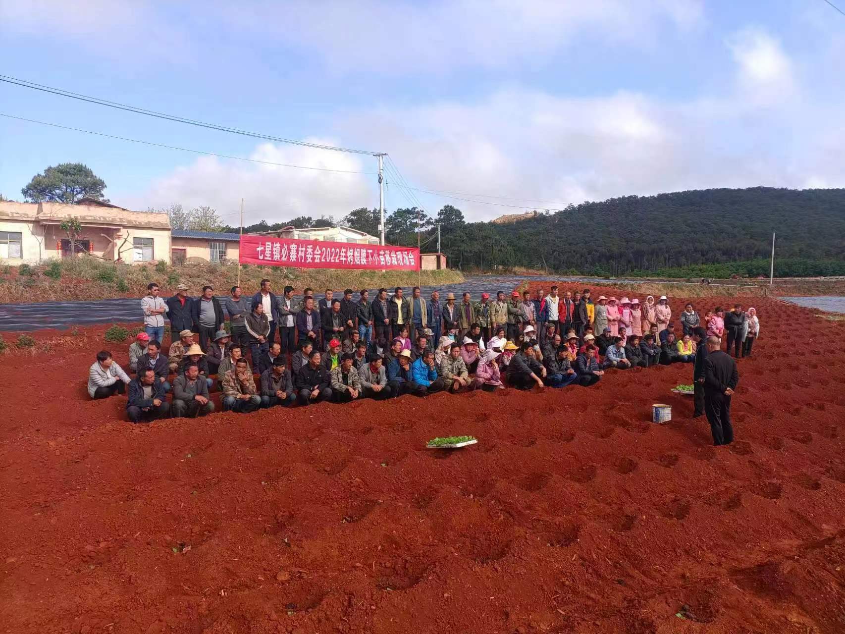 寻甸七星烤烟,在寻甸种植什么烤烟品种好