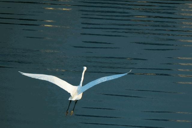 秦皇岛鸽子窝最佳观鸟地点,秦皇岛观鸟时间