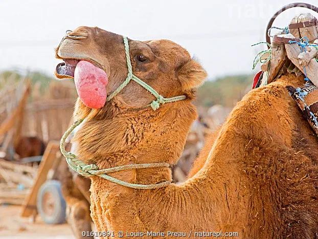 骆驼的身体部位结构,骆驼奇特的身体结构