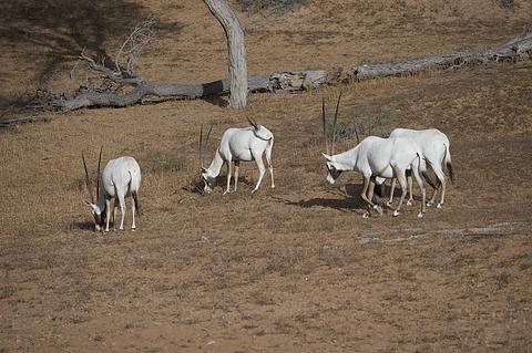 哈伊马角利兹卡尔顿,哈伊马角沙漠丽思卡尔顿酒店