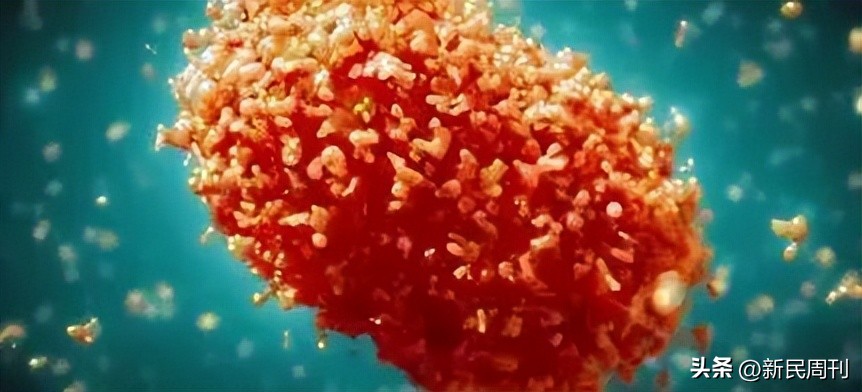 芒果核为啥要梳毛,给芒果核梳毛染发