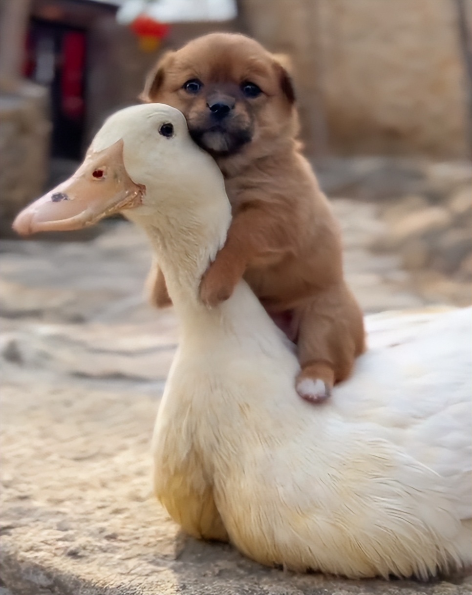狗界巅峰中华田园犬,狗界巅峰的狗子