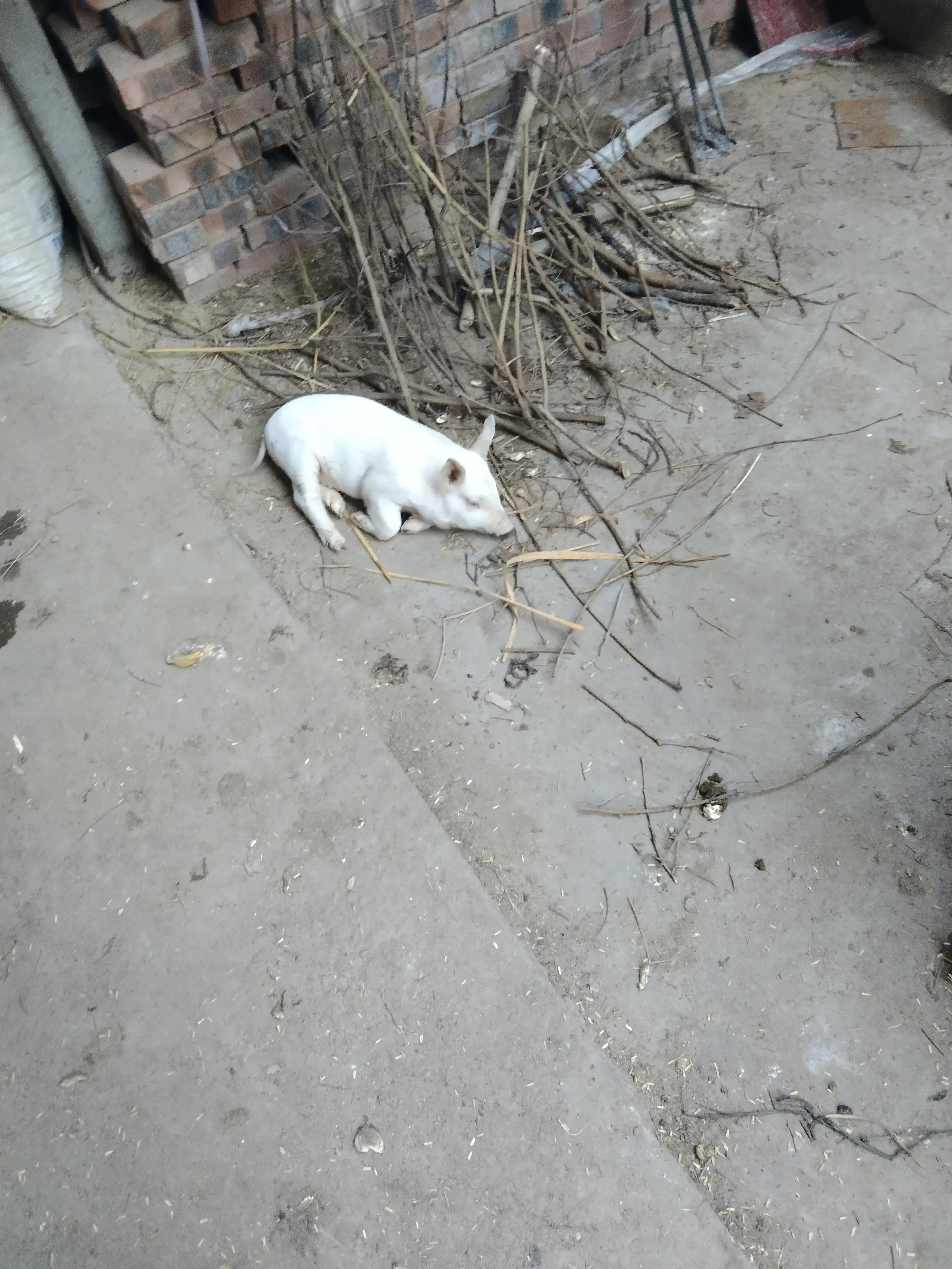 养20个陆川母猪一年赚多少钱,养十头母猪一年赚了多少钱