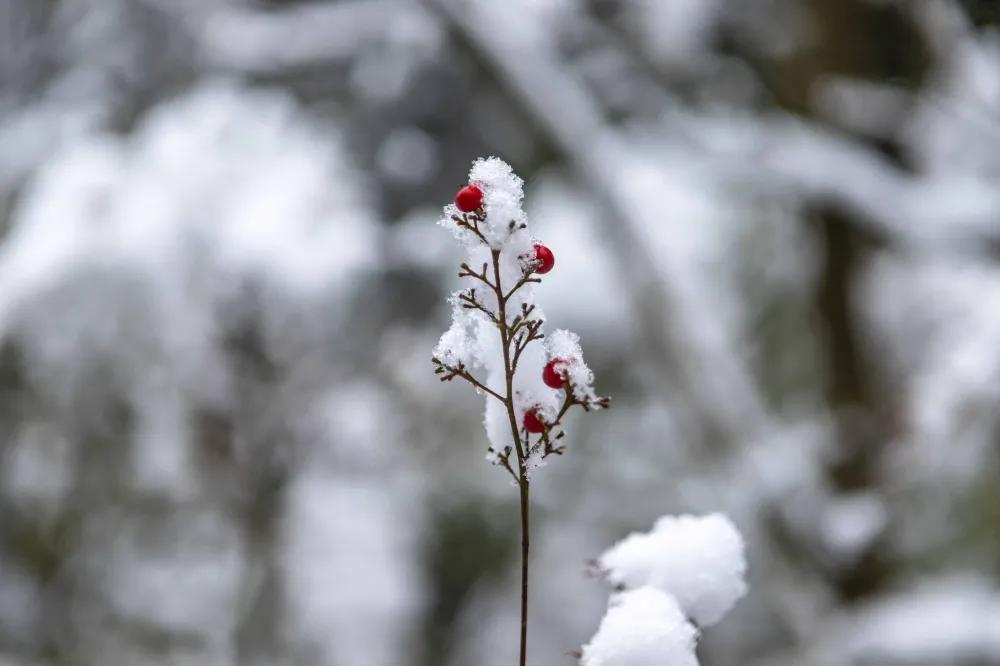 下雪了看美景,下雪啦看窗外的风景