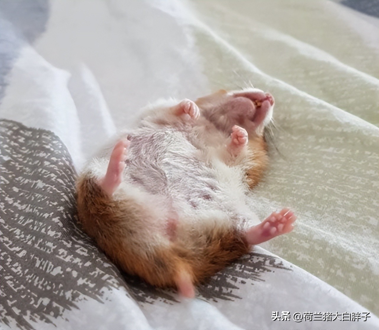 怀孕的仓鼠建议吃什么,母仓鼠怀孕了怎么接生