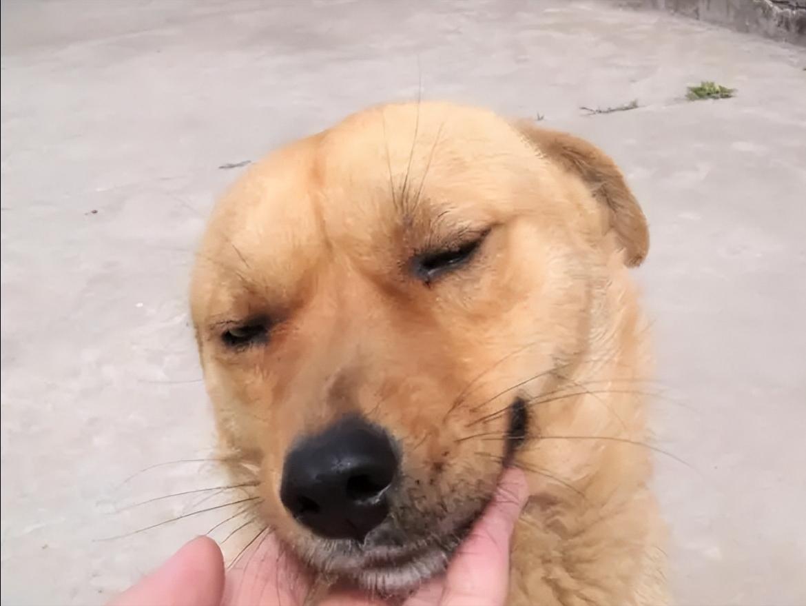 红烧狗肉最简单配料和做法,花江狗肉贵州正宗做法教程