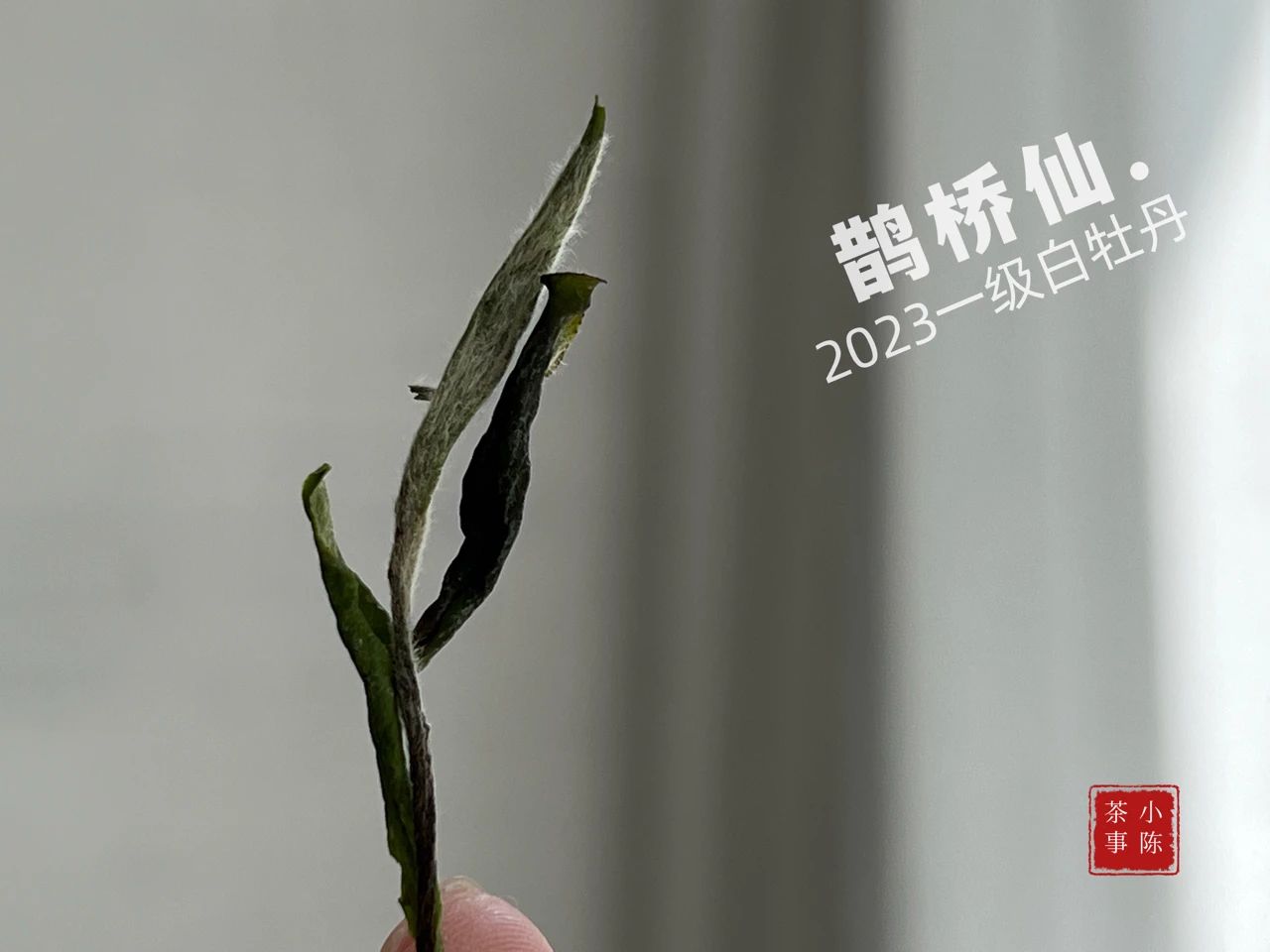 现在喝白茶的价目表,新手入门级白茶推荐