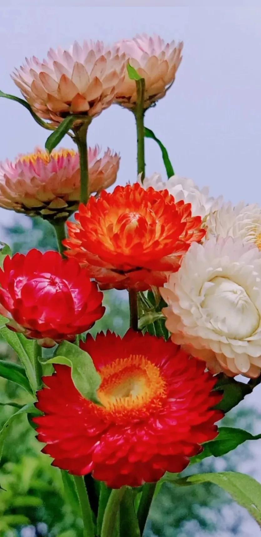 最新最美花儿高清图片,五颜六色的花儿真漂亮