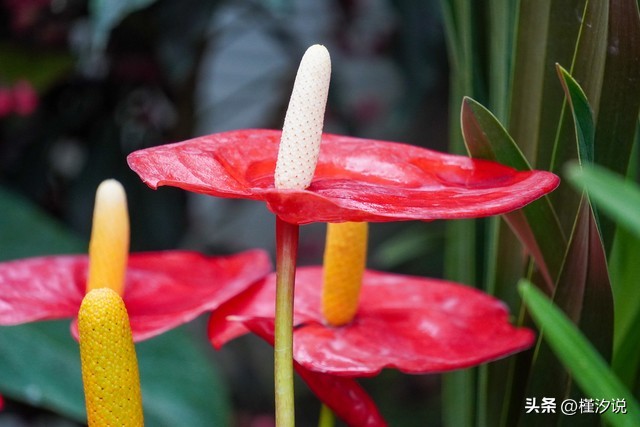 火鹤花图片,火鹤花的风水寓意