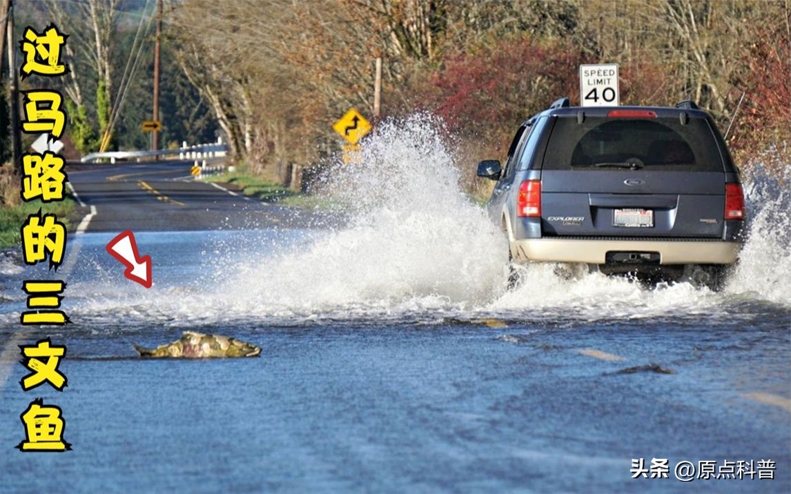 世界上最贵的海鲜十大排名,世界十大名贵海鲜