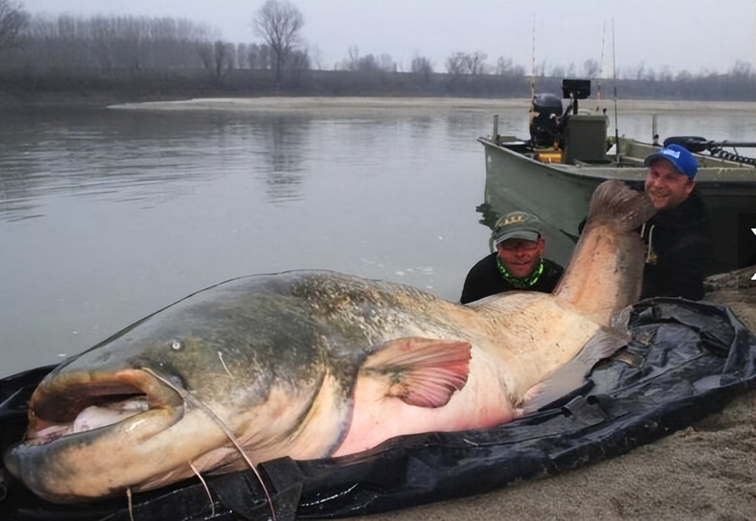 超过15斤的大淡水鱼,大猪300多斤