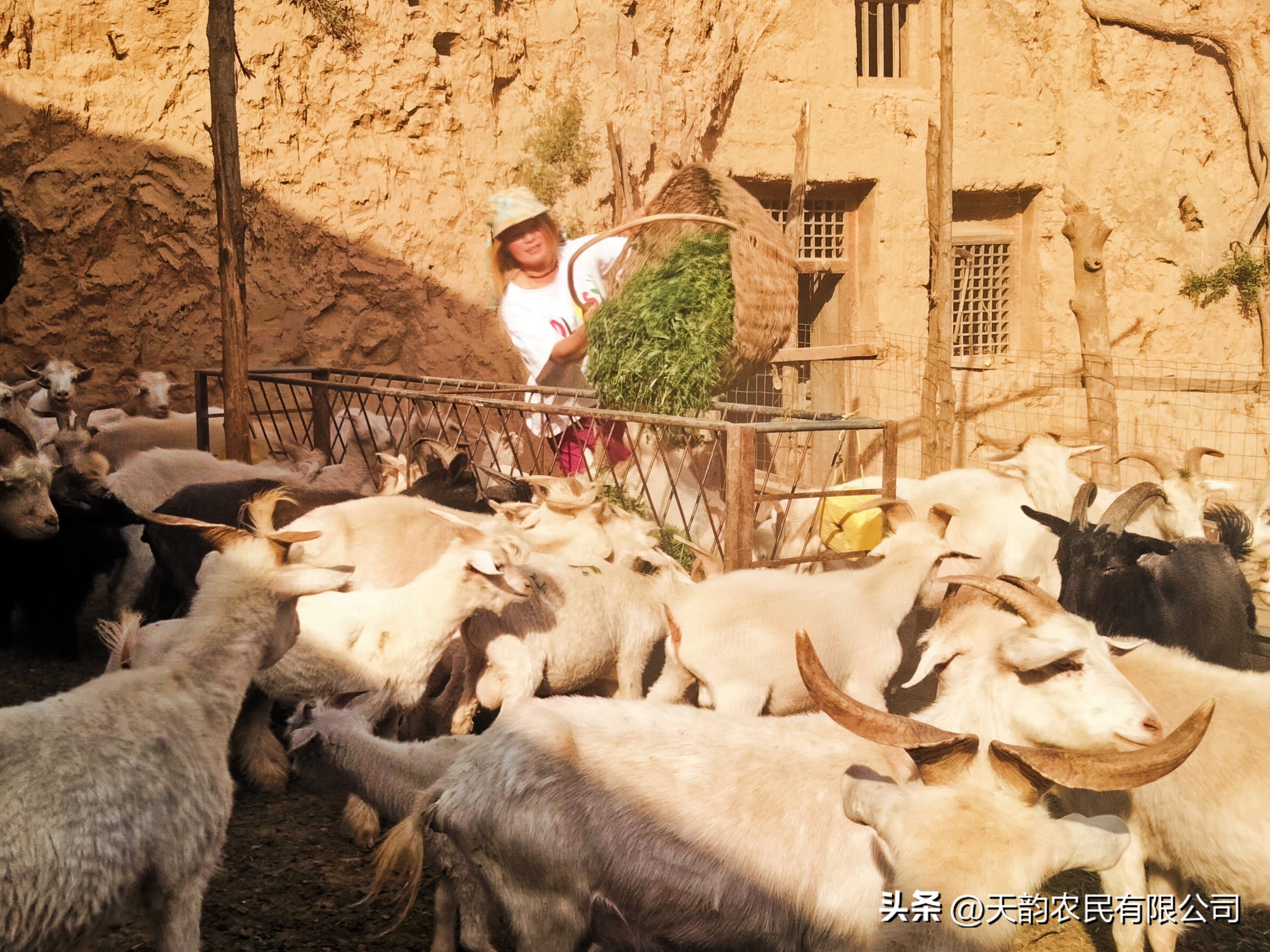 庆城:山区小媳妇回家创业走上“羊”光大道