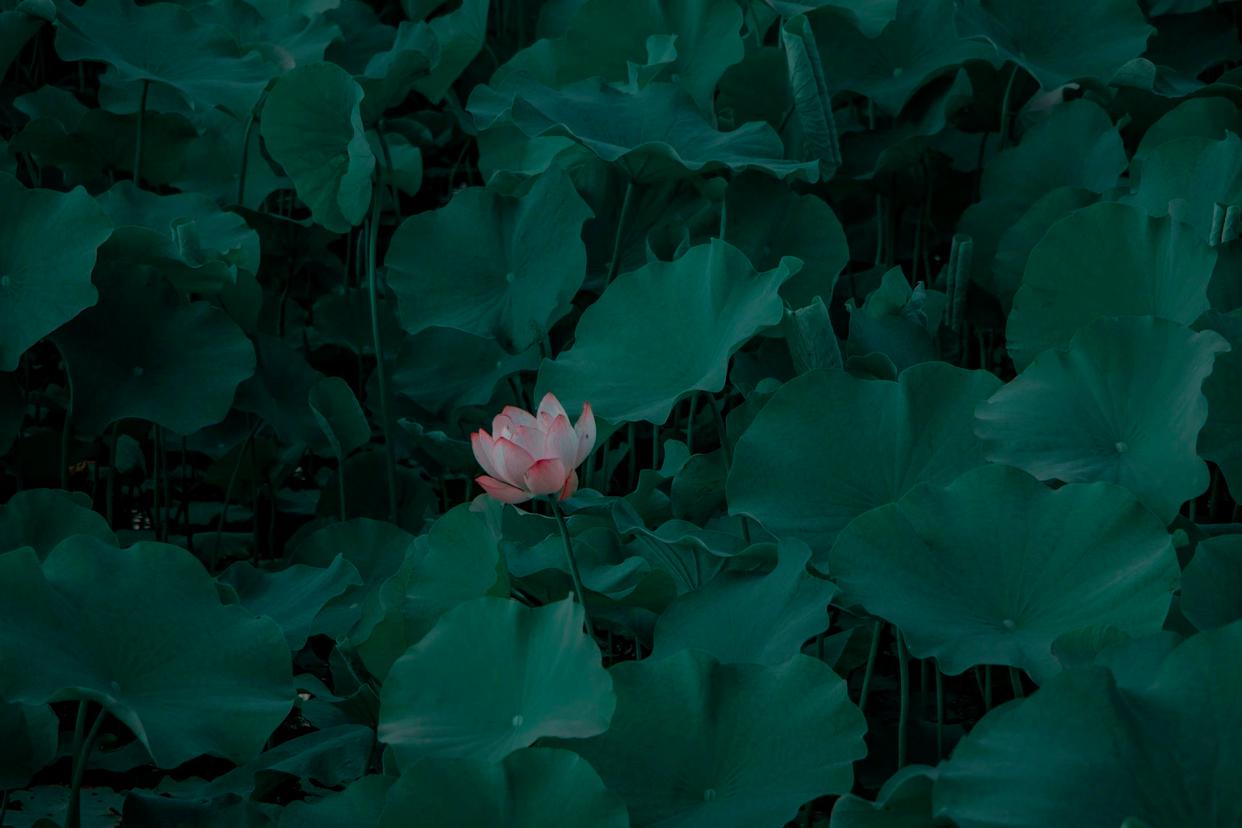 散文夏日荷花,荷花与禅意的唯美散文