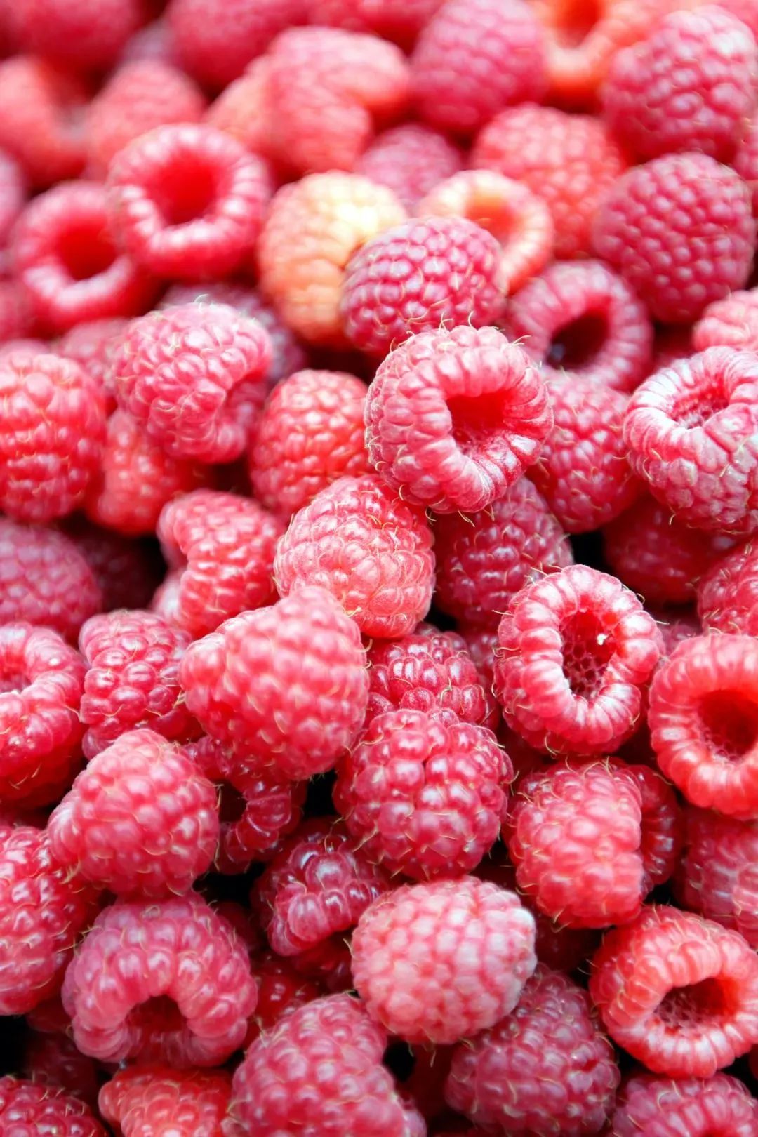 小树莓野果,小树莓引领特色种植致富路