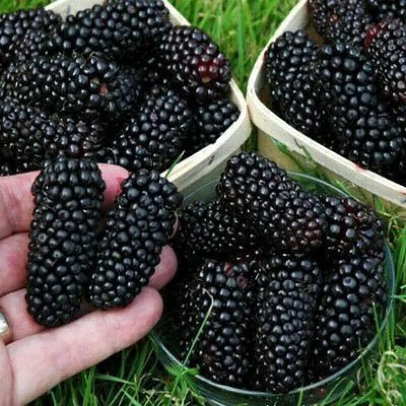 大妈用桑葚染发后续,大妈在家用桑葚染头发